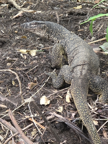 Palawan Monitor, Varanus palawanensis