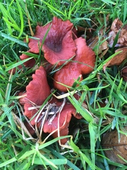 Lactarius rufulus