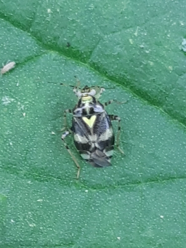 Three Spotted Nettle Bug, 6744 WS Ederveen, Nederland, photo 10 of 10