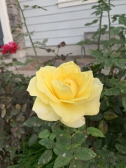 Rosa