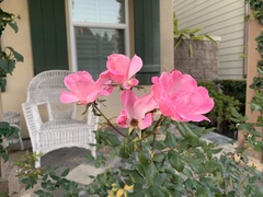 Rosa