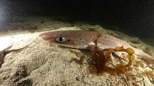 Blackmouth Catshark