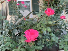 Rosa