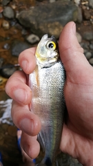 Brycon behreae
