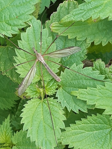 European Crane Fly, 6744 WT Ederveen, Nederland, photo 10 of 10