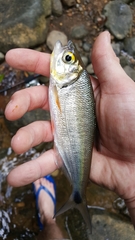 Brycon behreae