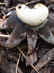 Agaricomycetes