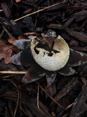 Agaricomycetes