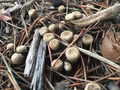 Fungi