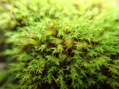 Schistidium papillosum