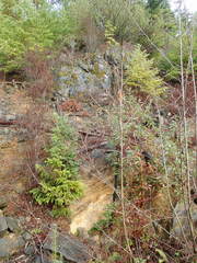 Schistidium papillosum