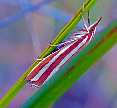 Hednota bivittella