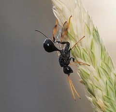 Aulacidae