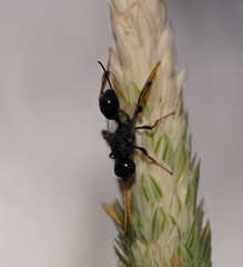 Aulacidae