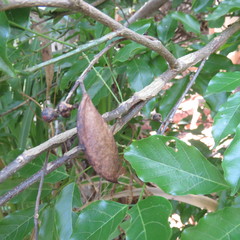 Millettieae