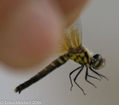 Nannothemis bella
