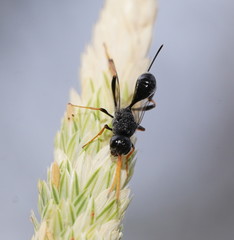Aulacidae