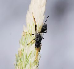 Aulacidae