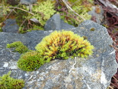 Schistidium papillosum