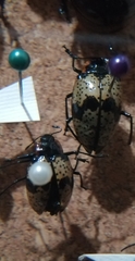 Cypherotylus guatemalae