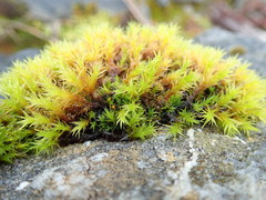 Schistidium papillosum