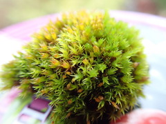 Schistidium papillosum