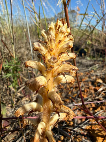 Common Broomrape