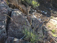 Bouteloua reflexa