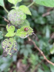 Epilachna maculicollis