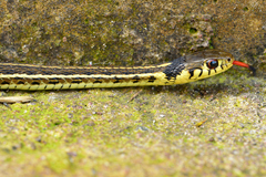 Thamnophis pulchrilatus