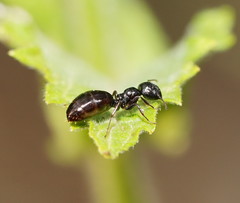 Colobopsis gasseri