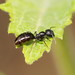 Colobopsis gasseri - Photo (c) Reiner Richter, some rights reserved (CC BY-NC-SA), uploaded by Reiner Richter