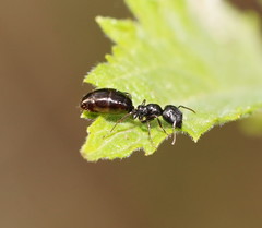 Colobopsis gasseri