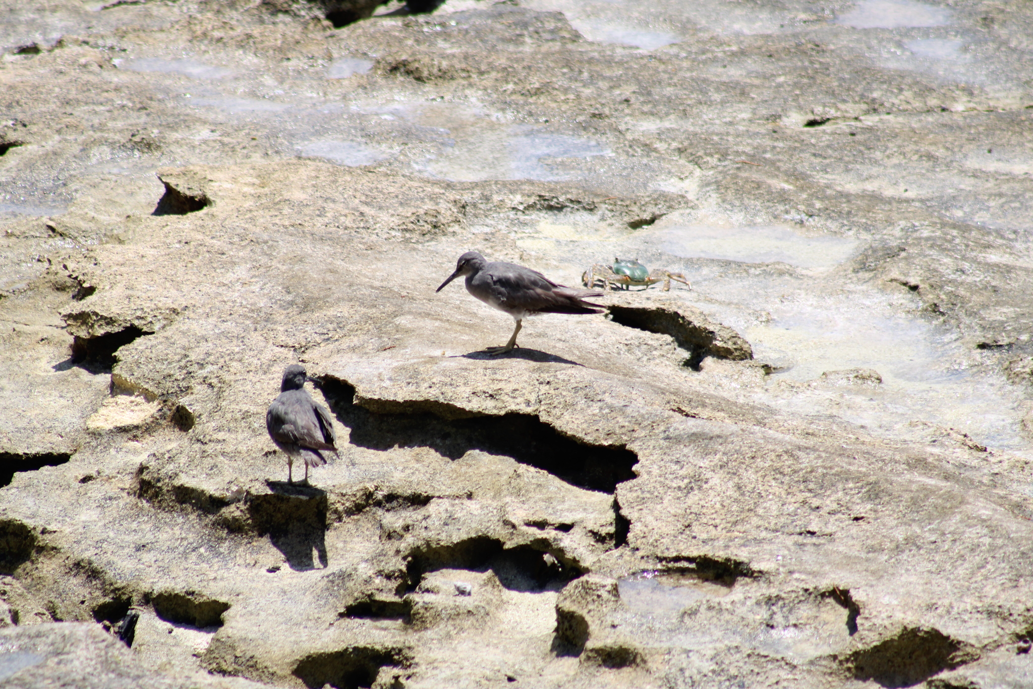Wandering Tattler
