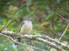 Myiarchus cephalotes