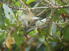 Mecocerculus