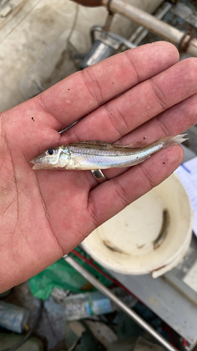 Schraetser (Gymnocephalus schraetser) — Percidae — 3