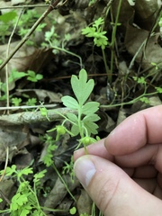 Phacelia covillei