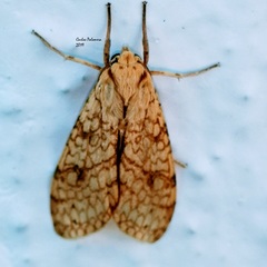 Lophocampa annulosa