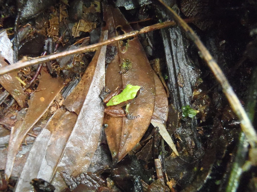 Pseudoacuminate Rainfrog