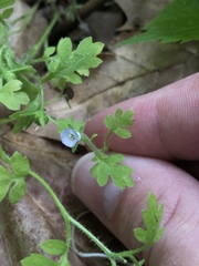 Phacelia covillei