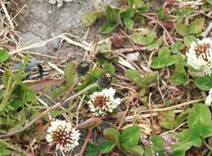 Trifolium repens
