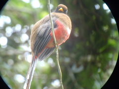 Trogon personatus