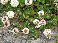 Trifolium repens