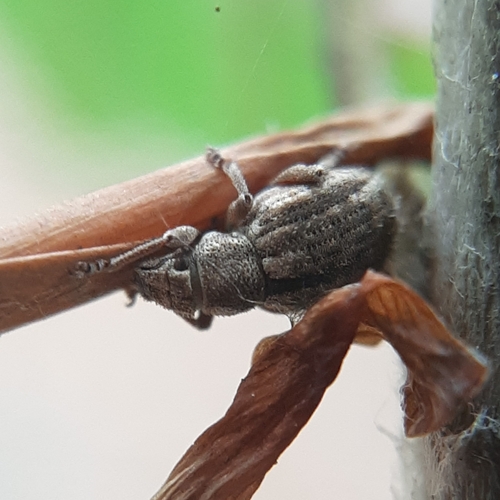 Nut Leaf Weevil, 6721 AH Bennekom, Netherlands, photo 9 of 10