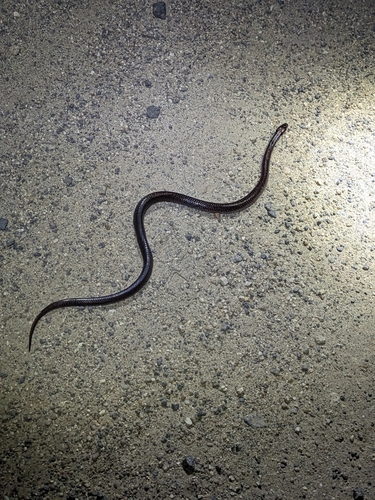 Yellow-naped Snake