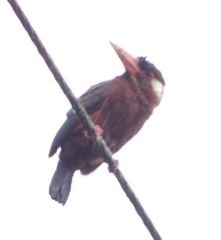 Galbalcyrhynchus leucotis