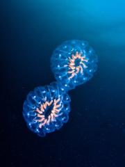 Cyclosalpa affinis