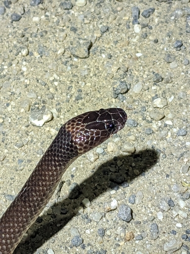 Yellow-naped Snake