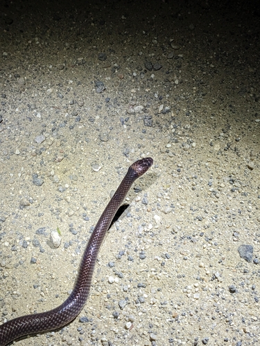 Yellow-naped Snake